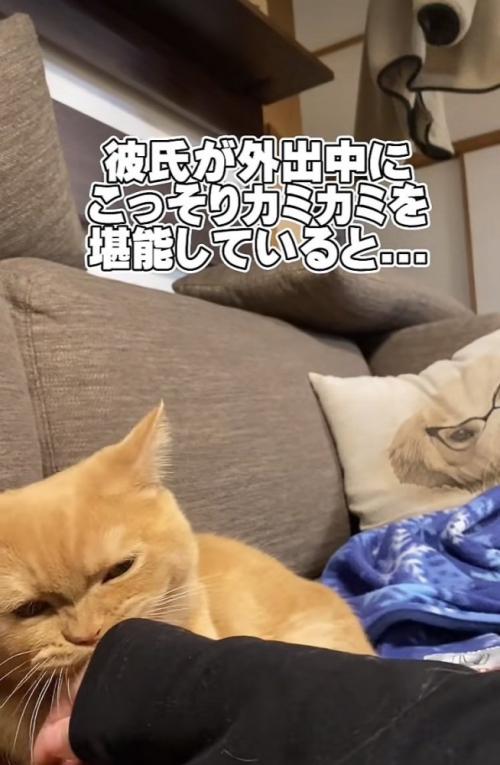 ママさんの指をカミカミするスコティッシュフォールド