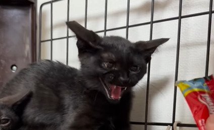 口を開けて威嚇する黒猫の子猫 