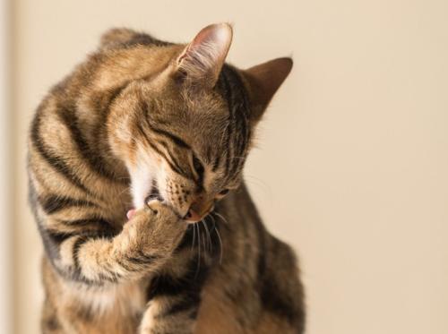 前足の先を噛むようにグルーミングする猫