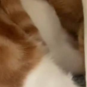 猫たちにかかっているブランケットをめくったら→頭に…『まさかの光景』に爆笑の声続出「電車の中で吹き出しそうになったｗ」「ニューヘアｗ」