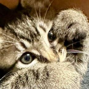 子猫のことを甘やかした結果→ソファの上を見ると…あまりにも尊い光景に２万いいね「ますます可愛くなっちゃうんだ」「たまらないぜ」