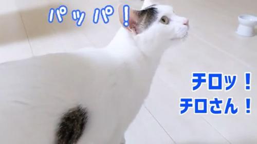 返事するチロくん