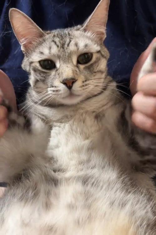 前足を持たれる猫