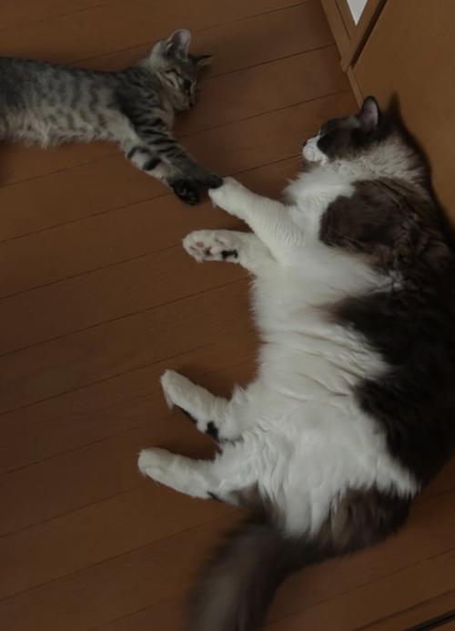 向かい合って横になりながら前足をくっつけている2匹の子猫