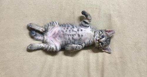 寝転がる猫