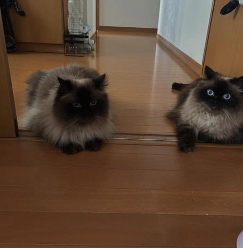 伏せをしている2匹の猫