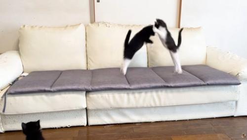 ソファの上で遊ぶ2匹の子猫