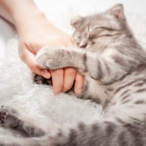 「うちの猫、私のことわかってる？」答えはYES！猫の飼い主・認識能力と育てるコツ【獣医が解説】
