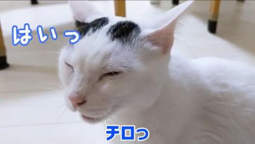 完璧にお返事するチロくん