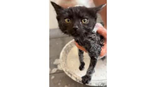 お風呂に入っている猫