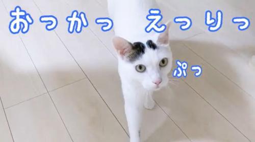 おかえりというチロくん