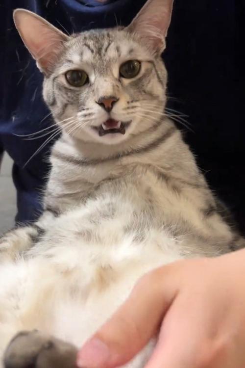 カメラに向かって鳴く猫