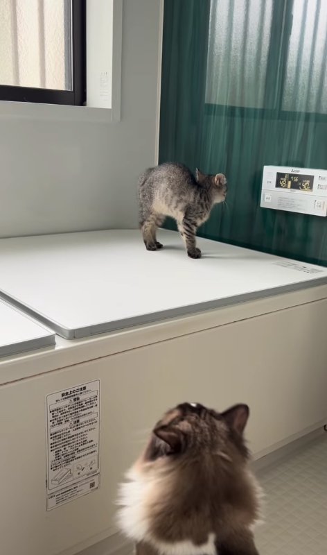 壁に向かって威嚇をしている子猫の横姿（頭カメラ側）