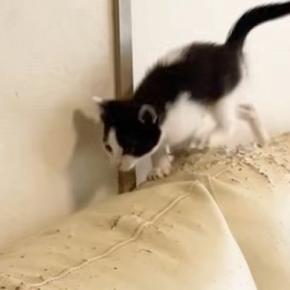 元気いっぱいに遊んでいた子猫→ソファの上で勢いよく走り始めると…ハプニングの瞬間に「元気すぎたｗ」「涼しげな顔ｗ」と笑う人が続出
