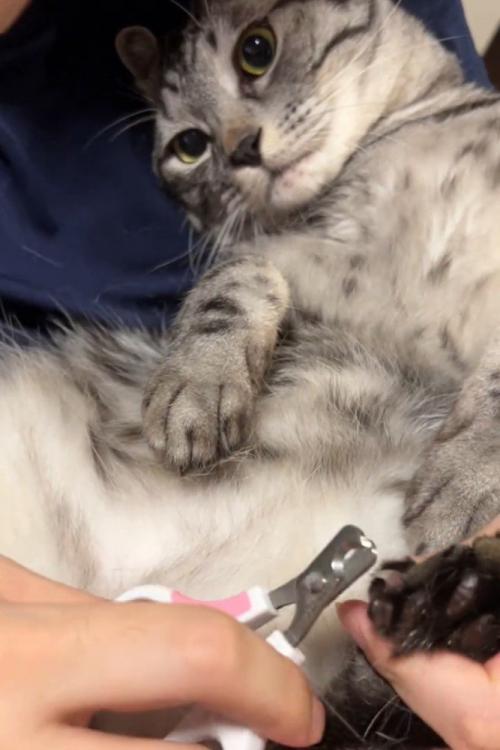 爪切りをされて不満そうな猫