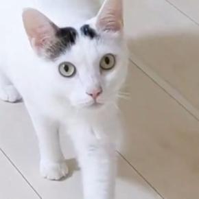 散歩から帰ると、猫がやってきて…あまりにも可愛い『熱烈なお出迎え』が13万再生「おかえりって聞こえるｗ」「最高に癒やされた」