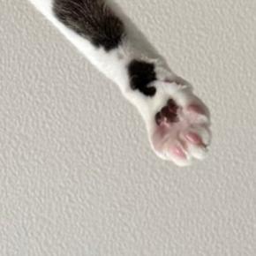 朝起きると、目の前で『猫』が…思わず笑ってしまう『まさかの光景』に２万いいね「眠気も吹っ飛ぶねｗ」「よっ！て感じでかわいいｗ」