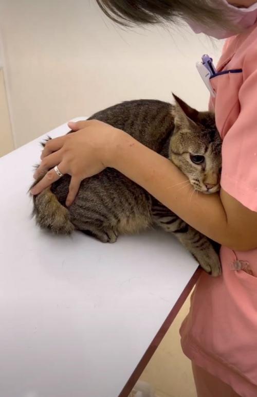 怖がる猫