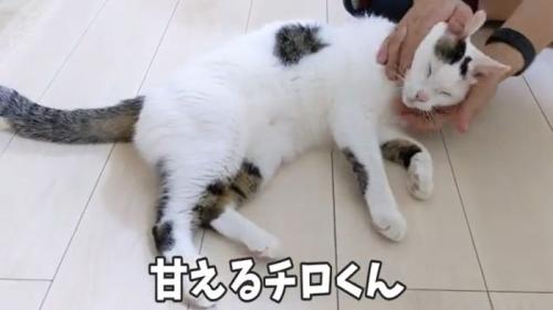 甘えるチロくん
