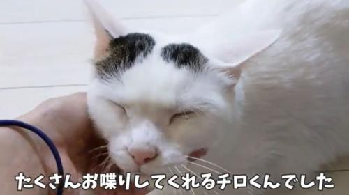 お喋り大好きチロくん