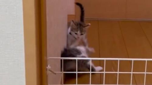 子猫がにゃんプロを仕掛けた瞬間