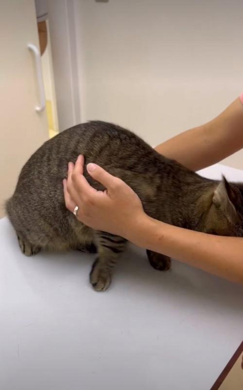 逃げようとする猫