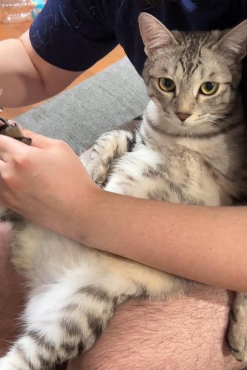 人のひざの上に乗って爪切りされる猫