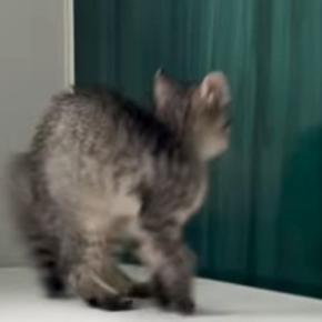 子猫が初めて『お風呂場』に入った結果…まさかの『可愛すぎる展開』が45万再生「兄猫たちがたまらんｗ」「見守り隊が増えて笑った」