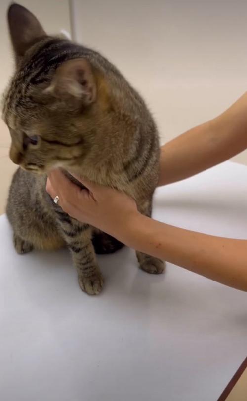 振り向く猫