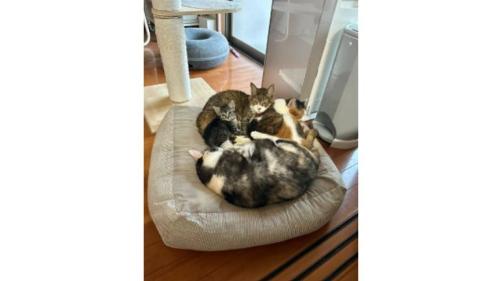 集まる猫たち