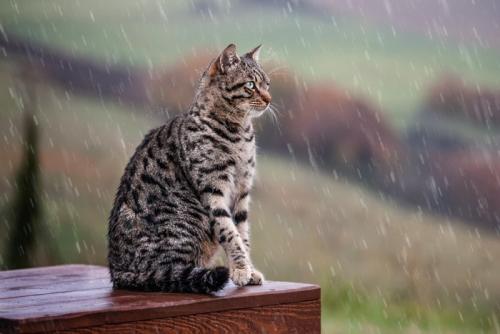 雨に濡れる猫