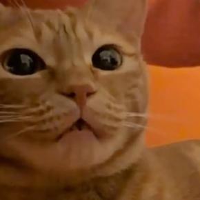 わざと違う名前で呼んでみたら、猫は…あまりにも可愛すぎる『まさかの展開』が93万再生「ちがうよーって言ってそう」「文句言ってるw」