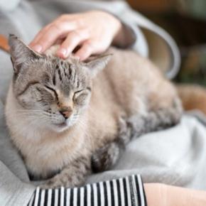 猫への愛情が『伝わった』と噛みしめる瞬間3選　心を開いてくれたサインや行動の意味も