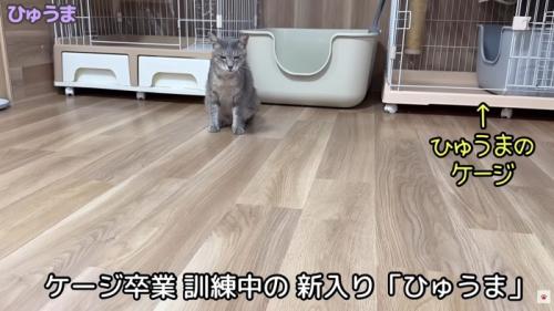 テロップ「ケージ卒業訓練中の～」