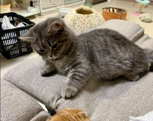 ソファの隙間を見つめる猫