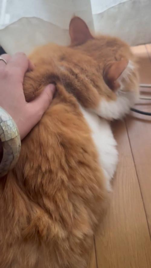 背中をなでられる猫
