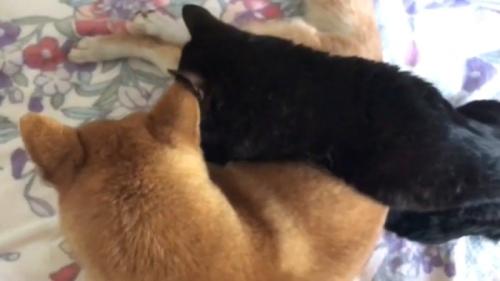 上から