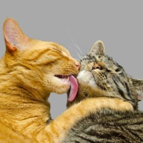 「毛づくろい」を利用して自分の欲望を達成する猫たち…同居猫への平和的で賢い行動が明らかに ベルギーの研究