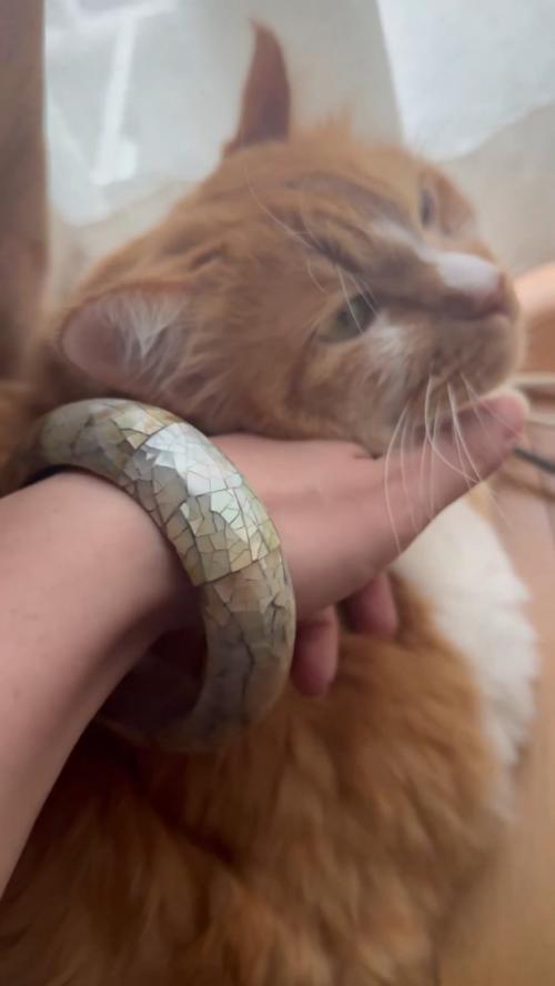 顔をなでられる猫