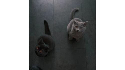 室内にいる猫