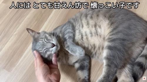 テロップ「人にはとても～」