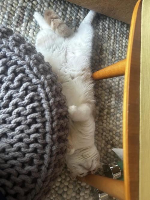 仰向けの猫
