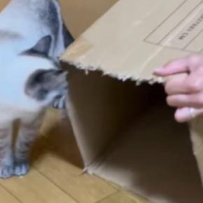 『長いダンボール箱』を使ってパパが猫と遊んでみた結果…微笑ましすぎる光景が113万再生「戻るの早いｗ」「旦那様が一番楽しそうｗ」