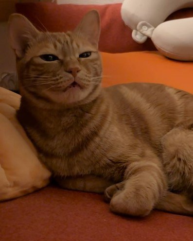 目を細めて嬉しそうに返事をする猫