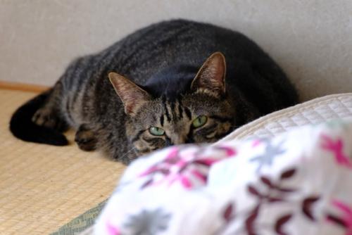 警戒する猫