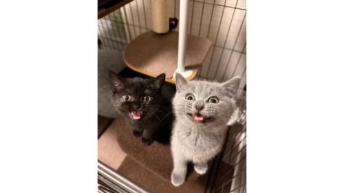 ケージにいる猫