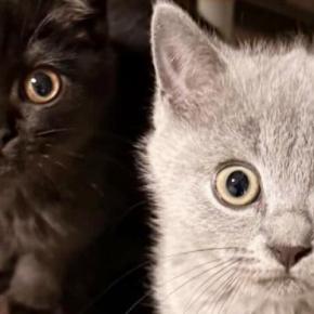 まん丸おめめで見つめてくる『２匹の子猫』→次の瞬間…たまらなく可愛い『表情の変化』に１万いいね「旦那様ニャイス」「たまらんすぎる」