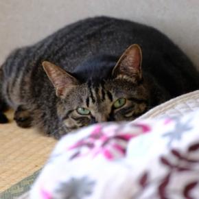 猫に絶対してはいけない『間違ったしつけ方』5選　悪影響を及ぼす理由や正しい教え方を解説