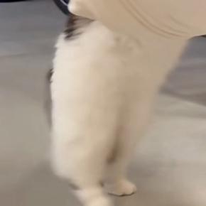 ハンモックの上に挟まっているおもちゃを『取ろうとした猫』…可愛すぎる『動き』が51万再生「しっぽ踏むのかわいいw」「酔っ払いすぎw」