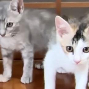初めてのお部屋を探検する2匹の新入り子猫→扉の向こう側にいる『先輩猫たちの様子』を見ると…可愛すぎる光景に「ソワソワw」「大冒険だね」